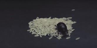 nepomuk